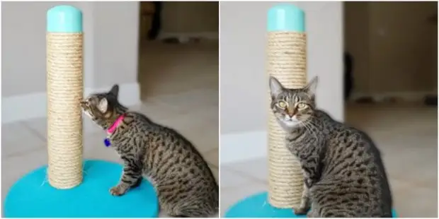 10 τρόποι να κάνετε μια ξύσιμο για μια γάτα να το κάνετε μόνοι σας