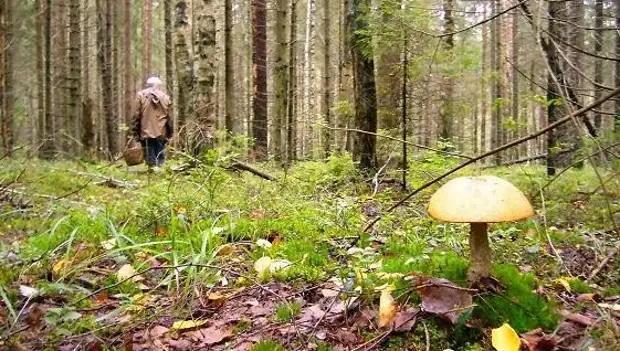 Recherche d'une survie à pied, enfants, utiles, nature, astuces