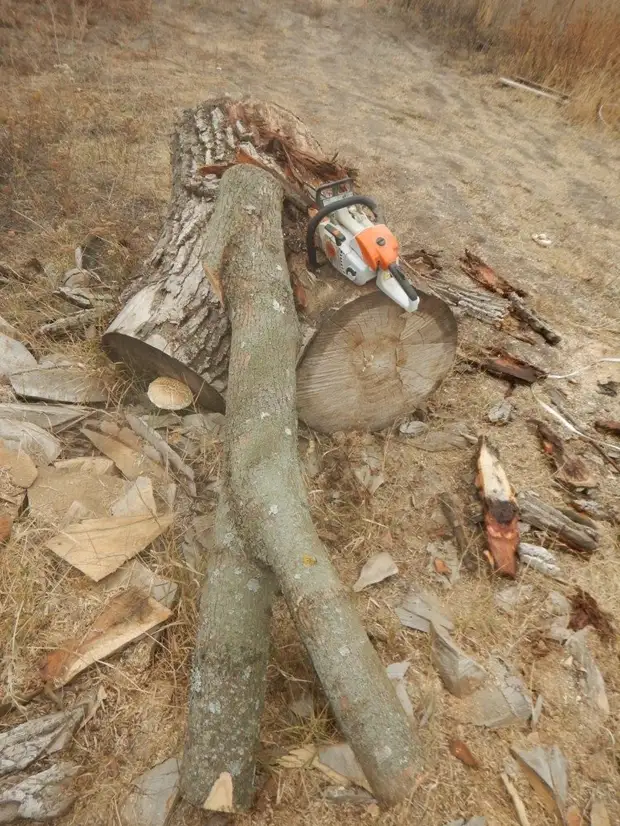 Fem una botiga o la segona vida dels arbres