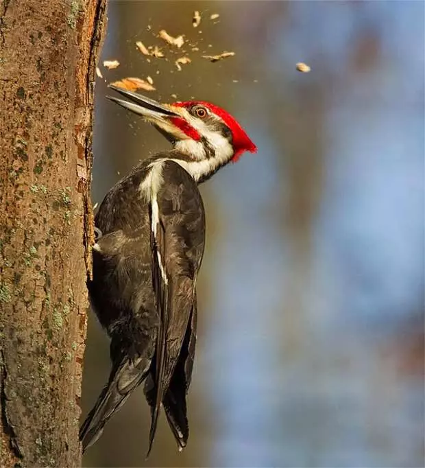 কিস ডায়াতলা