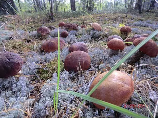 Maitiro Ekukura Mushrooms kuCottage