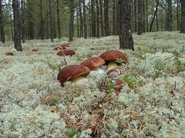 Kako uzgajati gljive u vikendici