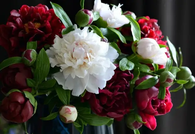 Stunningly realistic porcelain flowers of Olesi Galcherchenko