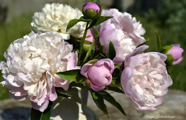 Zapanjujuće realističan porculansko cvijeće Olesi Galcherchenko