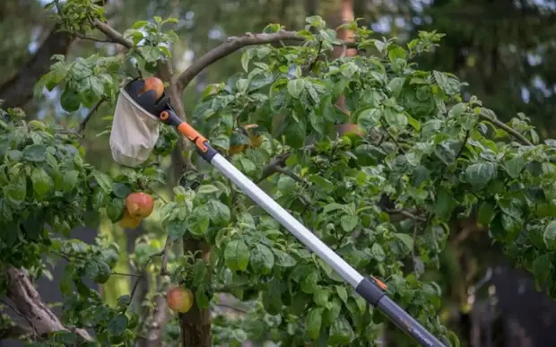 Fruta eta fruituak zuhaitzekin biltzeko erraza den etxeko tresna