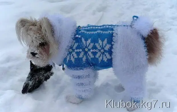 Tricoter ensemble pour chiens: classe de maître pour la combinaison de tricot