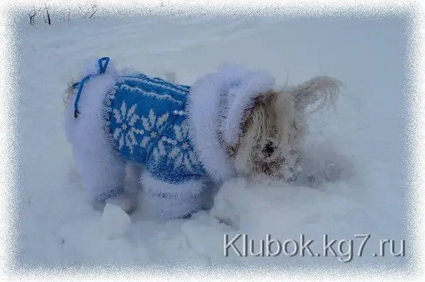 Malhado juntos para cães: Master Class for Knitting Macacão