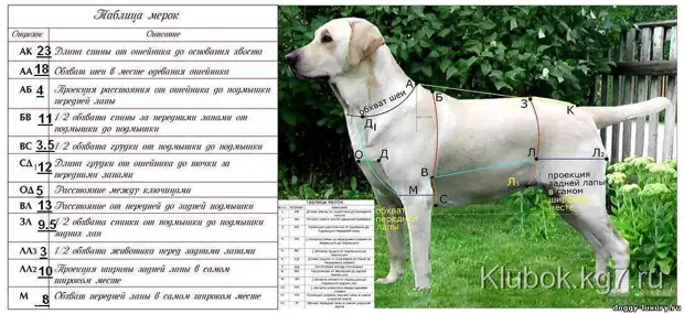 Strik sammen for hunde: Master klasse til strikning af overalls