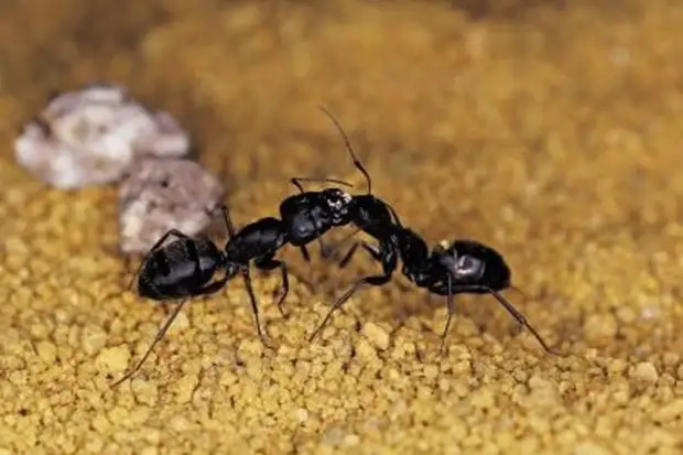 Hogyan oldja meg a gyermekpor 15 felnőtt problémát