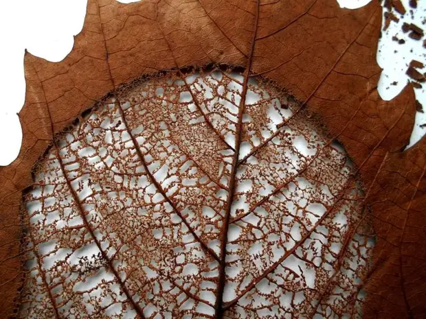 C'est ce que vous pouvez faire d'une feuille de bois ordinaire. Et ce n'est toujours pas tout ...