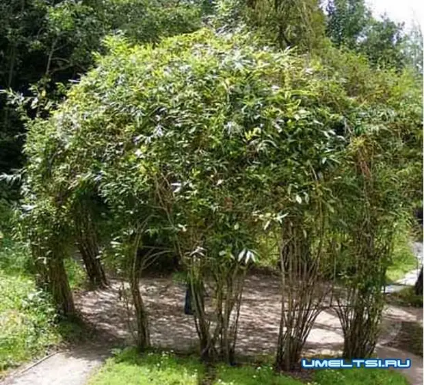 Live Gazebo van Willow: Voorbeelde van oorspronklike idees