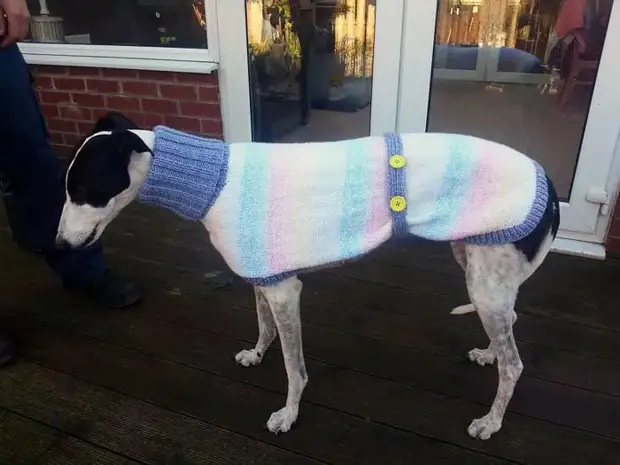 Abandoned-Greyhounds-Crăciun-pulove-tricotate-cu-Love-Jan-Brown-7