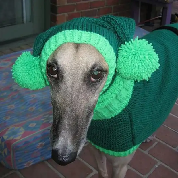 Ilahliwe-Greyhounds-Christmas-Sweeter-Knitted-With-Jan-Brown-4