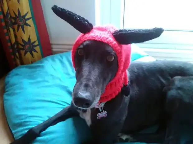 Ukushiywa-ama-greyhounds-christmas-ama-sweats-knitted-with-love-Jan-brown-10