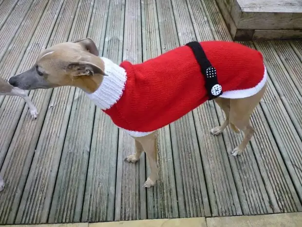 त्याग-ग्रेहाउंड-क्रिसमस-स्वेटर-बुना हुआ-के साथ-प्रेम-जन्म-भूरे -8
