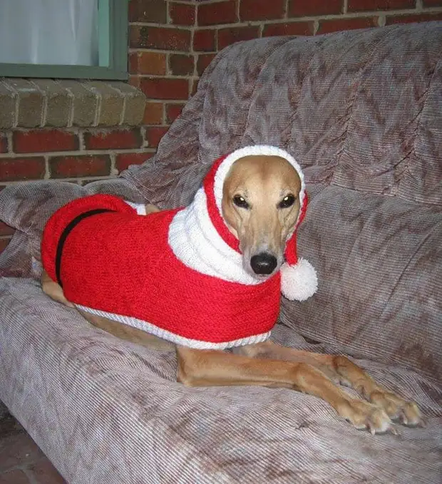 Tərk edilmiş-Greyhounds-Christmas-Sviterlər - Sevgi-Yanvar-Brown-5 ilə trikotaj