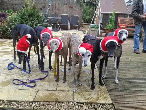 Ilahliwe-Greyhounds-Christmas-Sweeters-Knitted-With-Jan-Brown-9