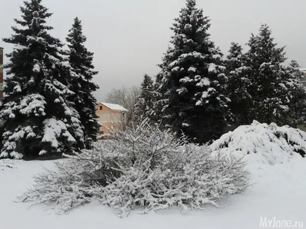 Pomul de Crăciun de conuri. Stăpânire cu copii