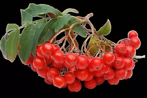 Kuidas puhastada vett Red Rowan