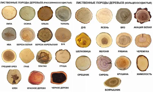 Спілоўкі дрэва ў афармленні дома і двара: натхняюць ідэі і тонкасці выкарыстання