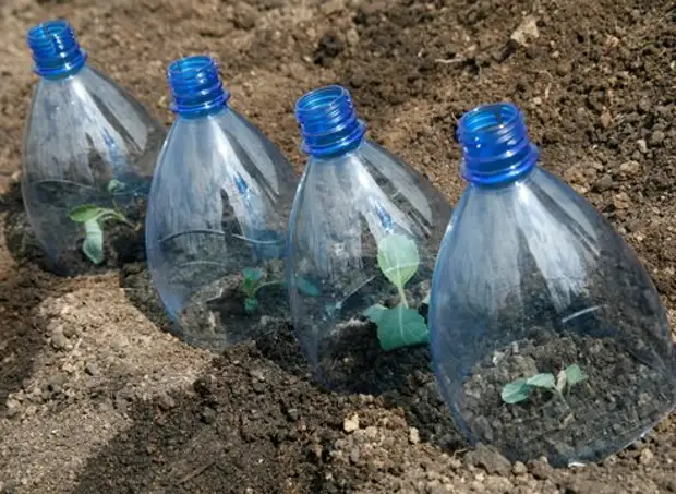 प्लास्टिक की बोतलों और प्लास्टिक से अन्य देश के विचारों से ग्रीनहाउस। मास्टर क्लास + वीडियो