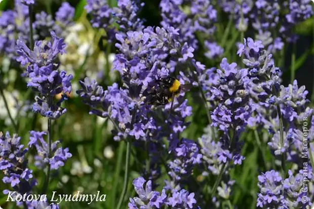 Taller de artesanía Produto Costura de Sachet perfumado con cinta Lavanda Tela Field Felt Photo 21