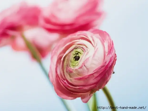 ADA-жазғы-қызғылт-ranunculus (473x355, 58Kb)