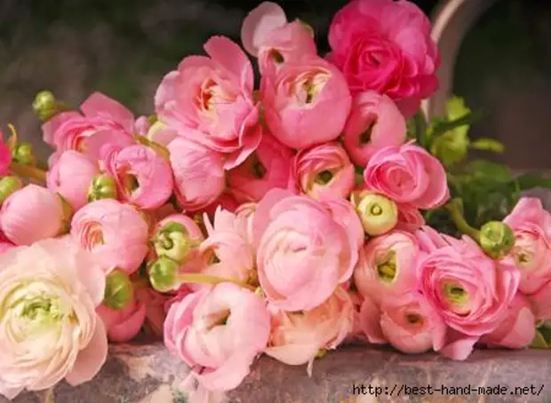 Pink-Ranunculus1 (449x329, 84kb)