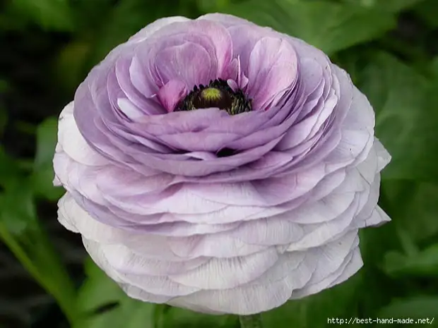 purple_ranunculus（640x480，128kb）