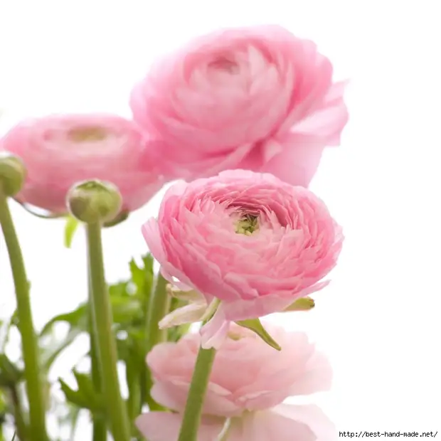 Pink-ranunculus (700x700, 186kb)