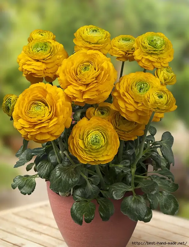 Ranunculus-Juny-photo-green-works-works (536x700, 296kb)