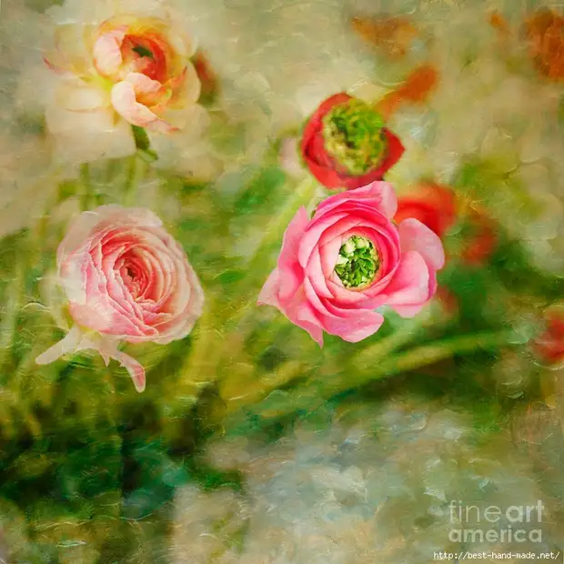 Ranunculus-Painterly-Сюзан-Гари (700x700, 415КБ)