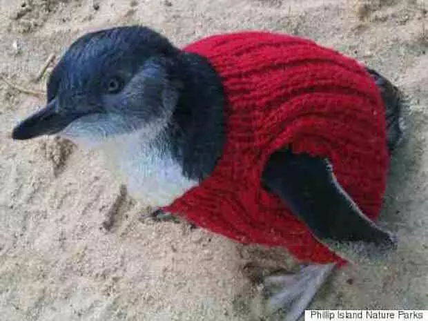 Kuokoa knitting, au jinsi ya kusaidia penguins.