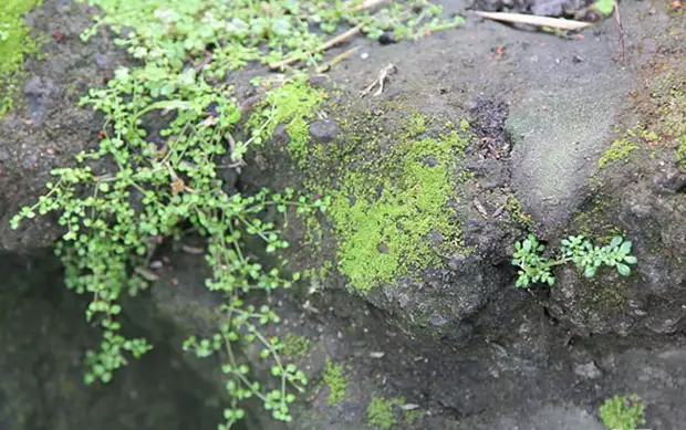 Hien huet Moss mat Joghurt gemëscht, a schliisslech real Live Graffiti krut!