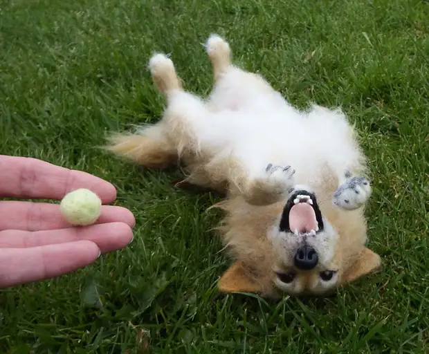 Golden Retriever Tyler. Postiwyd gan: Chicktin Creadigaethau.