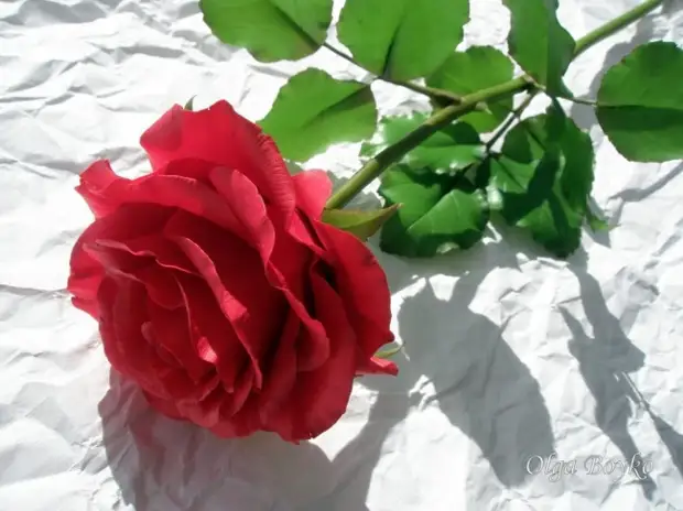 Szerinted ez egy rendes rózsa? Bármennyire