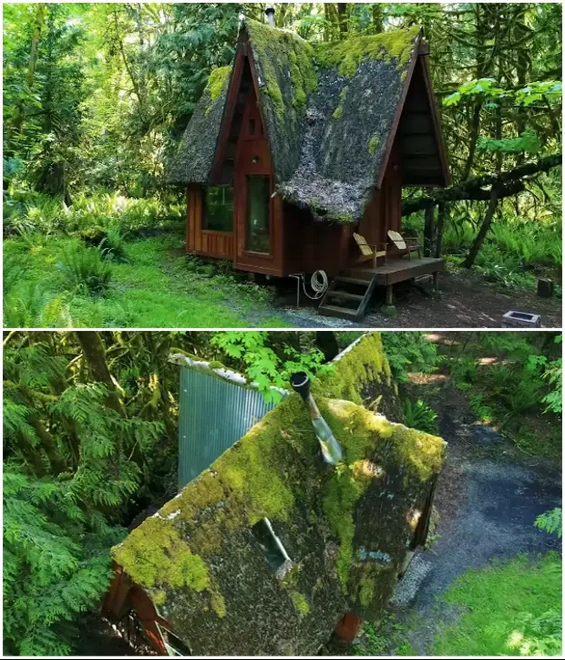अमेरिकी कलाकार ने बच्चों के सपने को जन्म दिया और जंगल में एक शानदार घर बनाया