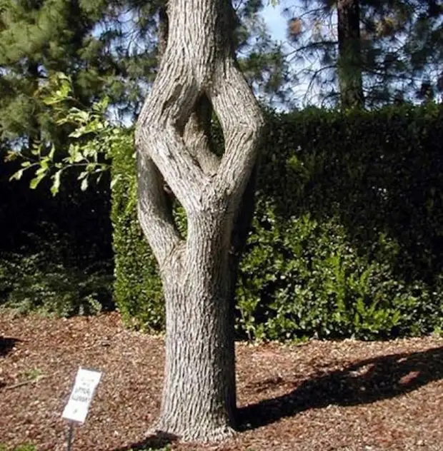 Dat is wat er gebeurt wanneer een persoon met de natuur creëert ... unieke tuinen van over de hele wereld