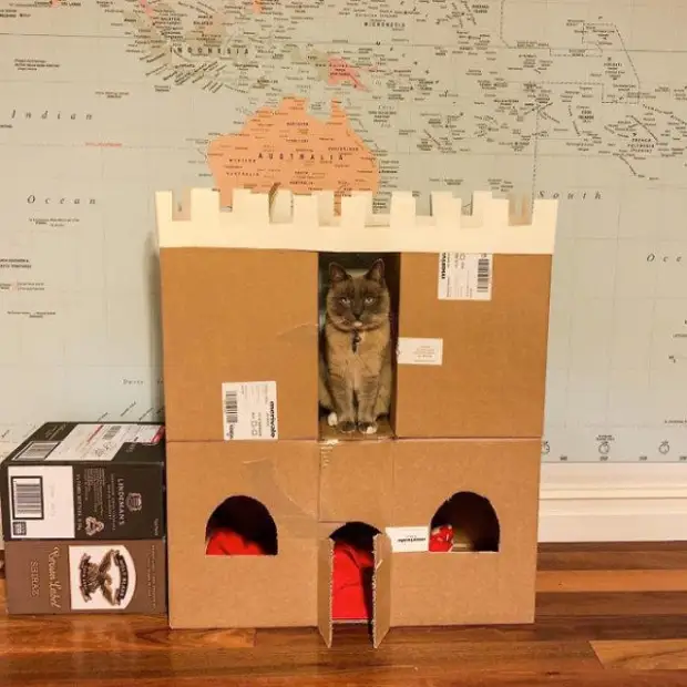 고양이 골판지 성 및 요새