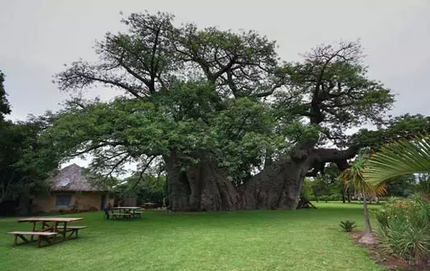 Cela ressemble à un arbre ordinaire, mais vous ne devinez jamais ce qui est à l'intérieur