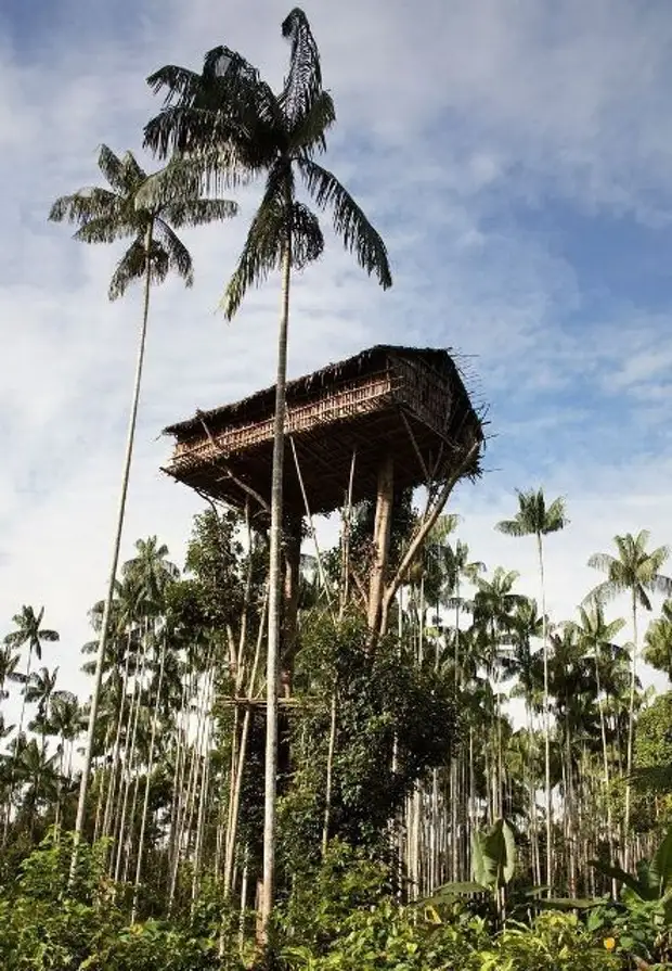 Una casa en un arbre