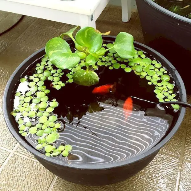 23 meravigliose idee di un mini-Pond per un bellissimo giardino