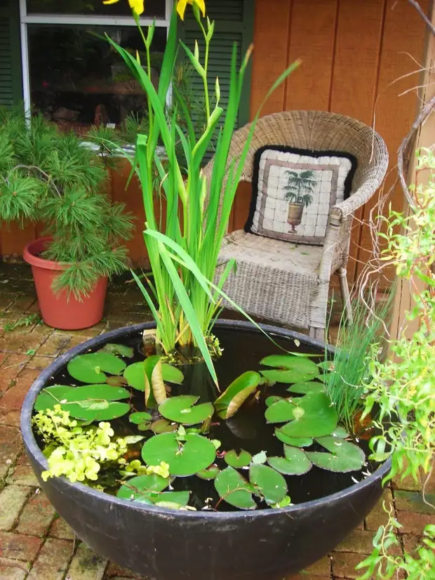 23 Talagsaong mga ideya sa usa ka mini-pond alang sa usa ka matahum nga tanaman