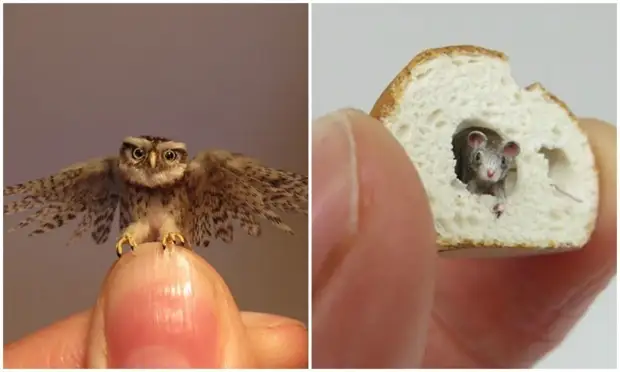 Künstler erzeugt unglaublich realistische tierische Miniaturen