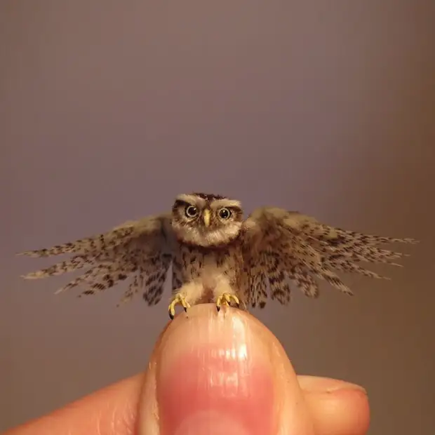 Artist creates incredibly realistic animal miniatures