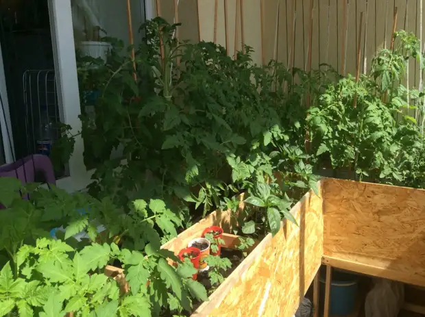 GREENS OAN DE BAMCONE GREENS, GREENHOUSE OP DE BALCONY, SEEDLINGS