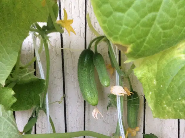 Icyatsi kuri Grencony Green, Greenhouse kuri Balkoni, ingemwe