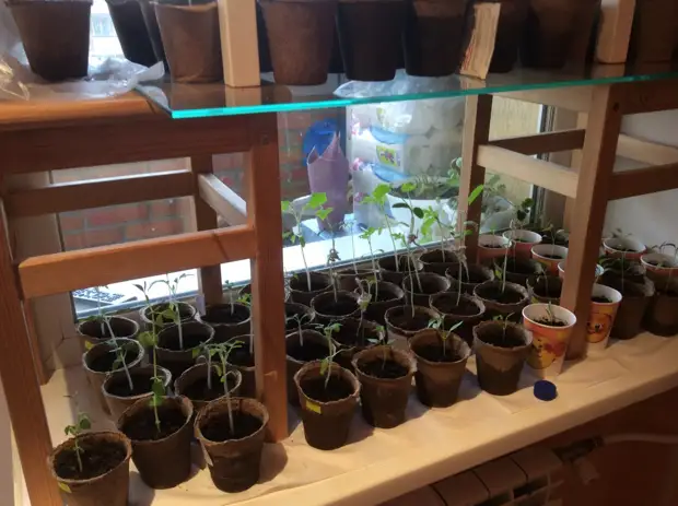 GREENS OAN DE BAMCONE GREENS, GREENHOUSE OAN DE BALCONY, SEEDLINGS