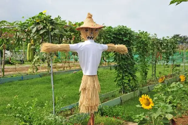 Straw scarecrow