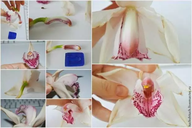 Ichid modelando Cymbidium do polímero argila